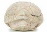 Inflated Fossil Tortoise (Stylemys) - South Dakota #355959-5